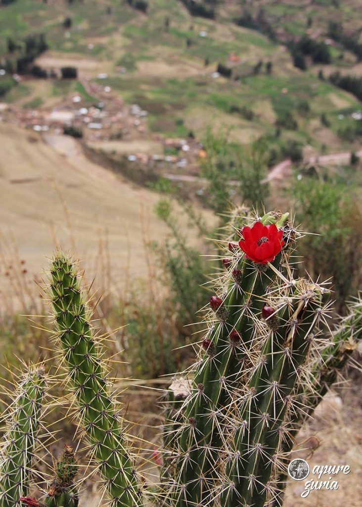 flor pisac cusco